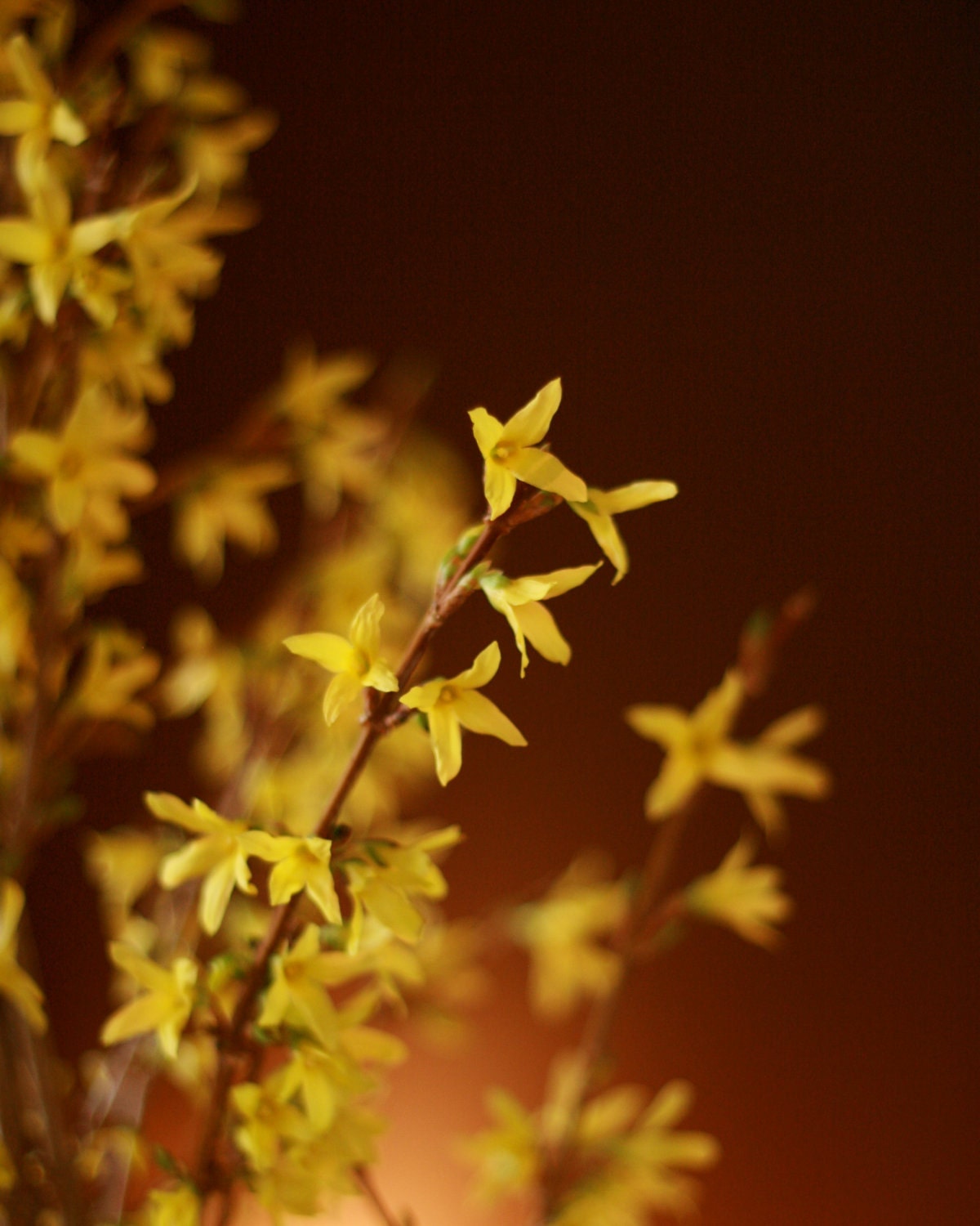 Bright Yellow Forsythia Blossoms Photograph: 8x10 Fine Art Photography Print