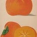 Antique Botanical Illustration - Satsuma Orange - 1887 original book plate