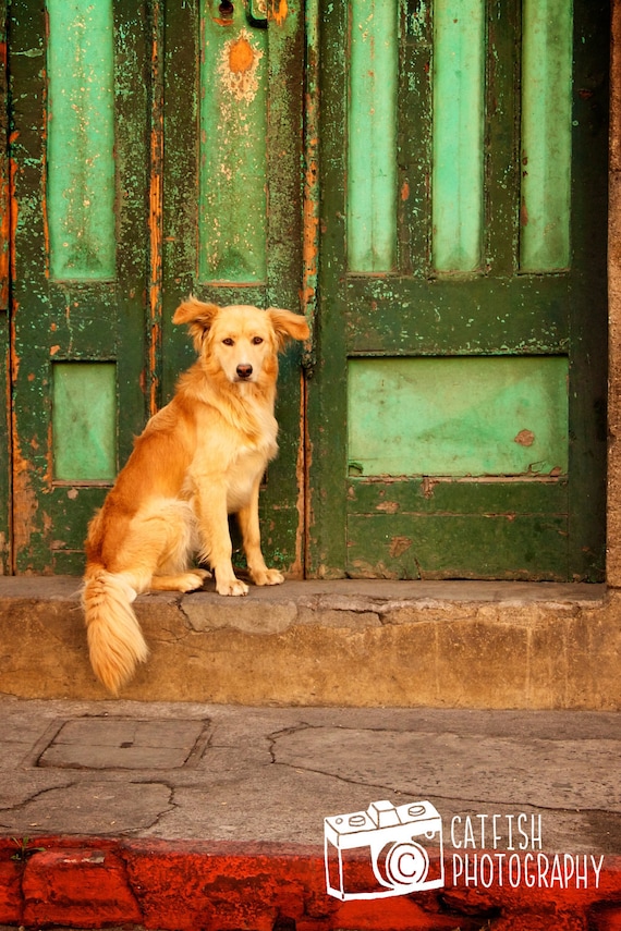 Street Dog in front of Green Door in Quetzaltenango, Guatemala - Fine Art Photography Print