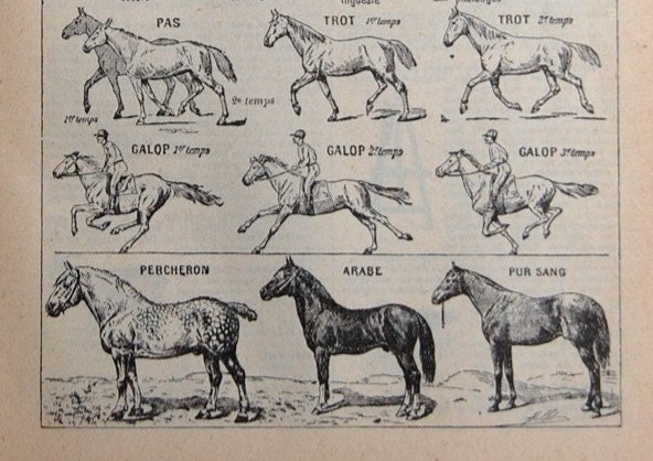 Antique French Dictionary Page - Equestrian Horse Anatomy - Original Engraved Lithograph 1937 - French Country Decor