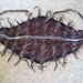 Flower skirt with belt nuno felt black brown XS, S size, cotton wool felted