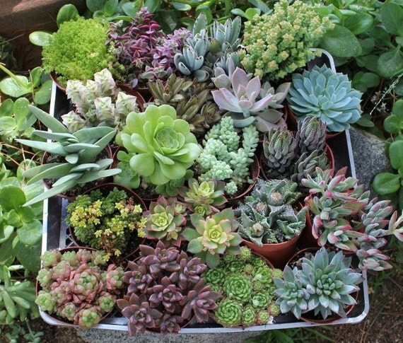 6 (SIX) Assorted Succulents in their 4 inch plastic containers  wedding shower favors party gifts plants succulent