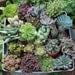 6 (SIX) Assorted Succulents in their 4 inch plastic containers  wedding shower favors party gifts plants succulent