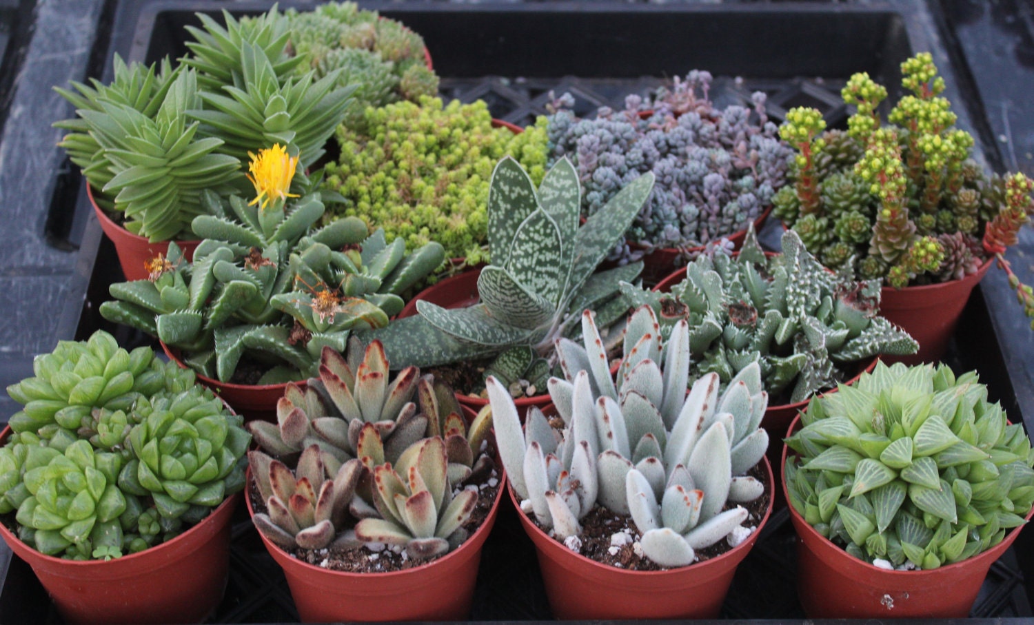 6 (SIX) Assorted Succulents in their 4 inch plastic containers  wedding shower favors party gifts plants succulent