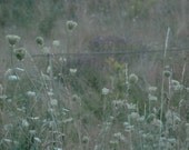 Flowers in Dusk -Fine Art Photography- Archival paper 8x12