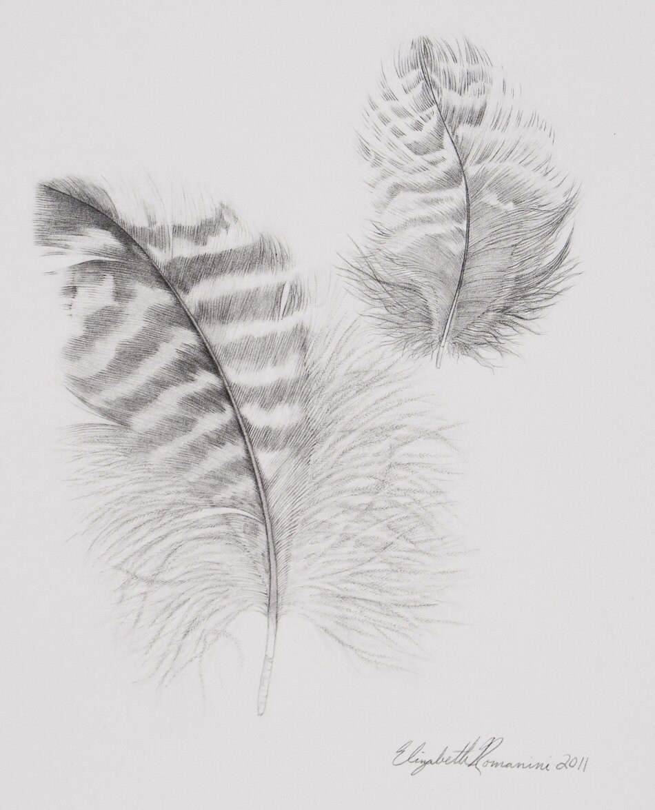 Owl Feather Drawing