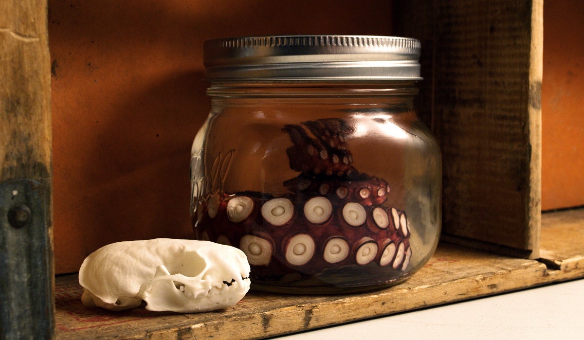 Real Preserved Octopus Tentacle Wet Specimen Decor