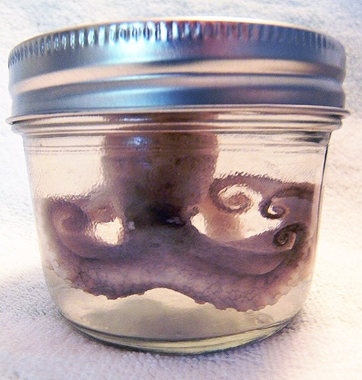 Real Preserved Baby Octopus in a Jar -  Wet Specimen