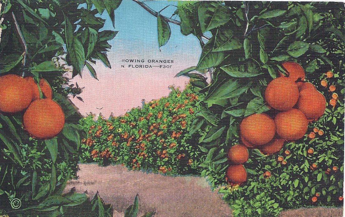 Growing ORANGES in FLORIDA, Vintage Postcard Used, 1946. Kropp Co.