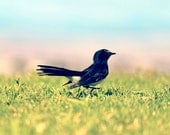 Little black bird photograph - pastel blue, pink, green, macro, nature -