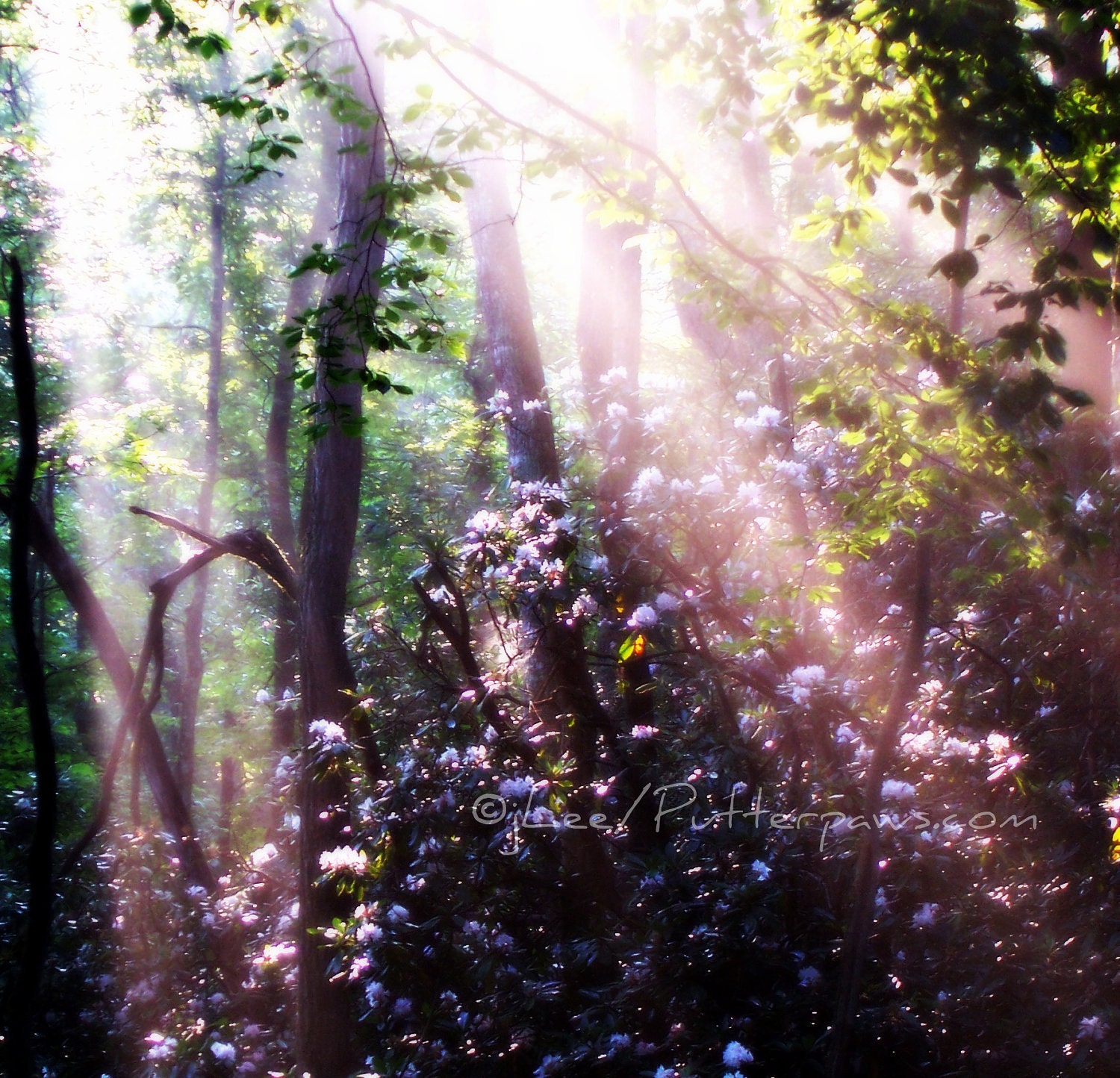 Wooded Morning Sun Rays on Rhodedendrons Foggy Walk in the forest mystical Photograph 5x7 - Putterpaws