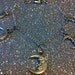 Moon Charm Bracelet