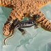 Vintage Lia Sophia Gold Tone Salamander / Lizard Rhinestone Brooch / Pin