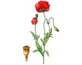 Poppy Seed - Watercolor print of my original paint, signed and dated Paper size: 8"x10" (20,32x25,4cm)