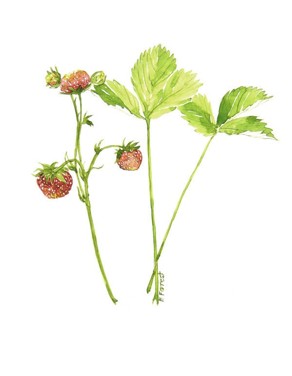 Forest Strawberries original watercolor painting by Eva Forest Paper size: 8,26"x11,7" (21x29,7cm A4)