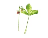 Forest Strawberries original watercolor painting by Eva Forest Paper size: 8,26"x11,7" (21x29,7cm A4)