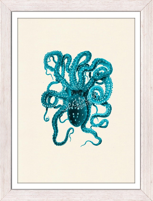 Wall decor poster -Vintage octopus n5 - sea life print-Turquoise octopus- vintage natural history
