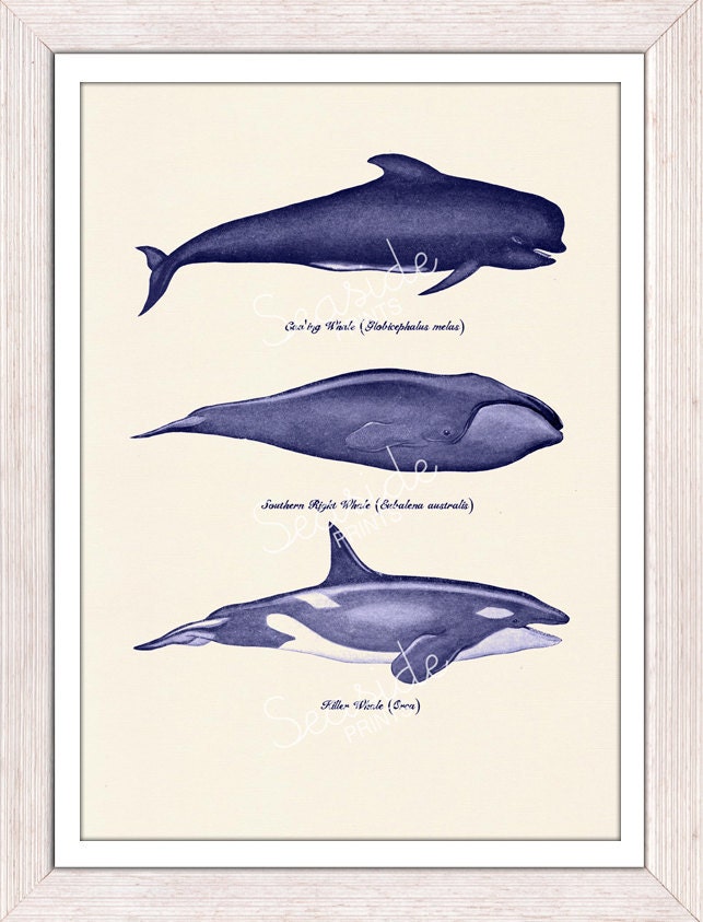 Whales and dolphins n1- sea life print- Home wall art whales print
