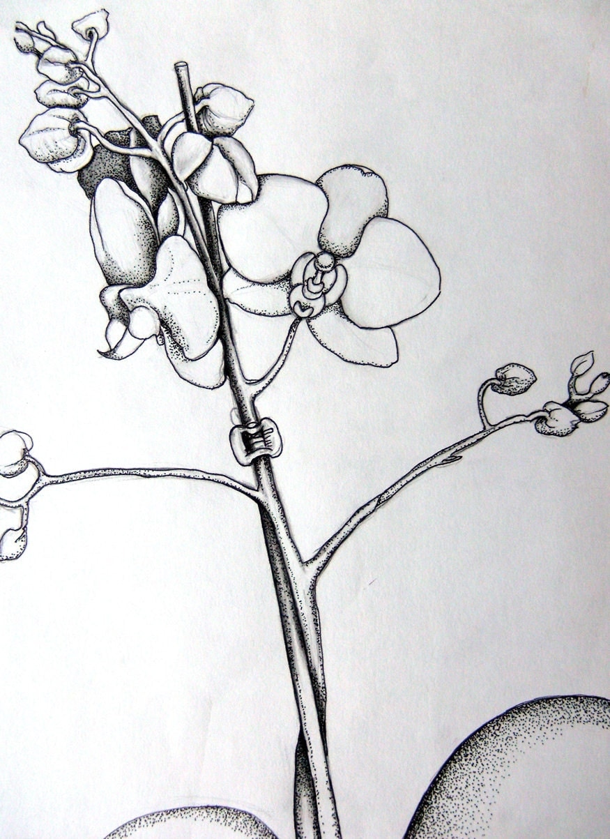 Orchid Drawing