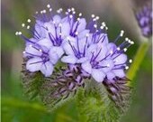 Bee's Friend, Garden Flower, 50 Seeds, Attracts Bees and Butterflies
