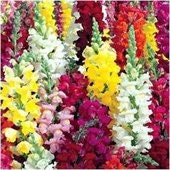 Baby Snapdragon Mix, 100 Flower Seeds, Attracts Hummingbirds to Your Garden