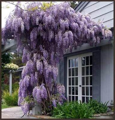 Chinese Wisteria Vine, Very Fragrant, Grow as a Bonsai, Seeds
