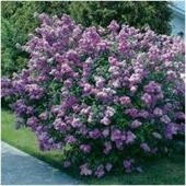 Lilac, Late Villosa, Flower Seeds