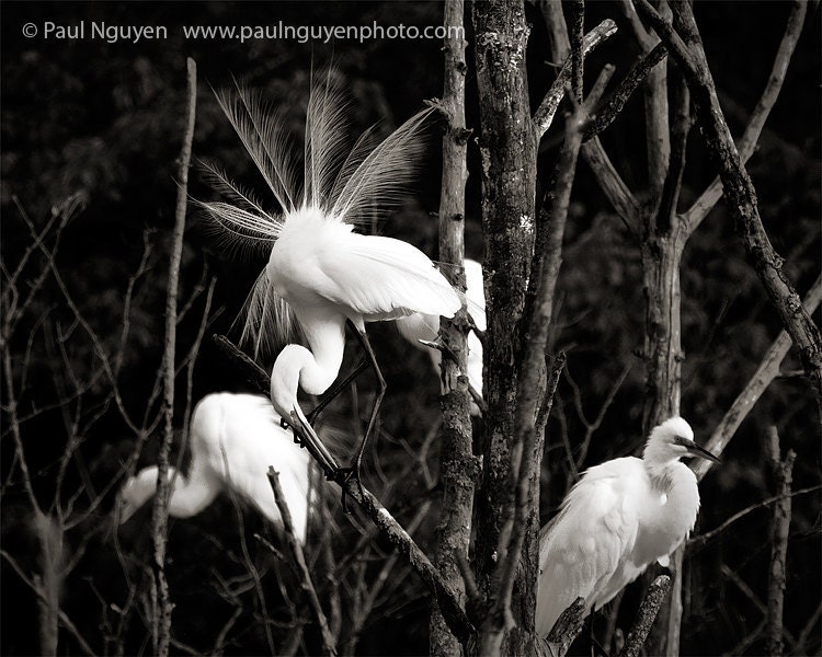 Egrets in Tree black and white photograph, 8x10 print matted on white 11x14 mat. Great egret spreading tail feathers in tree