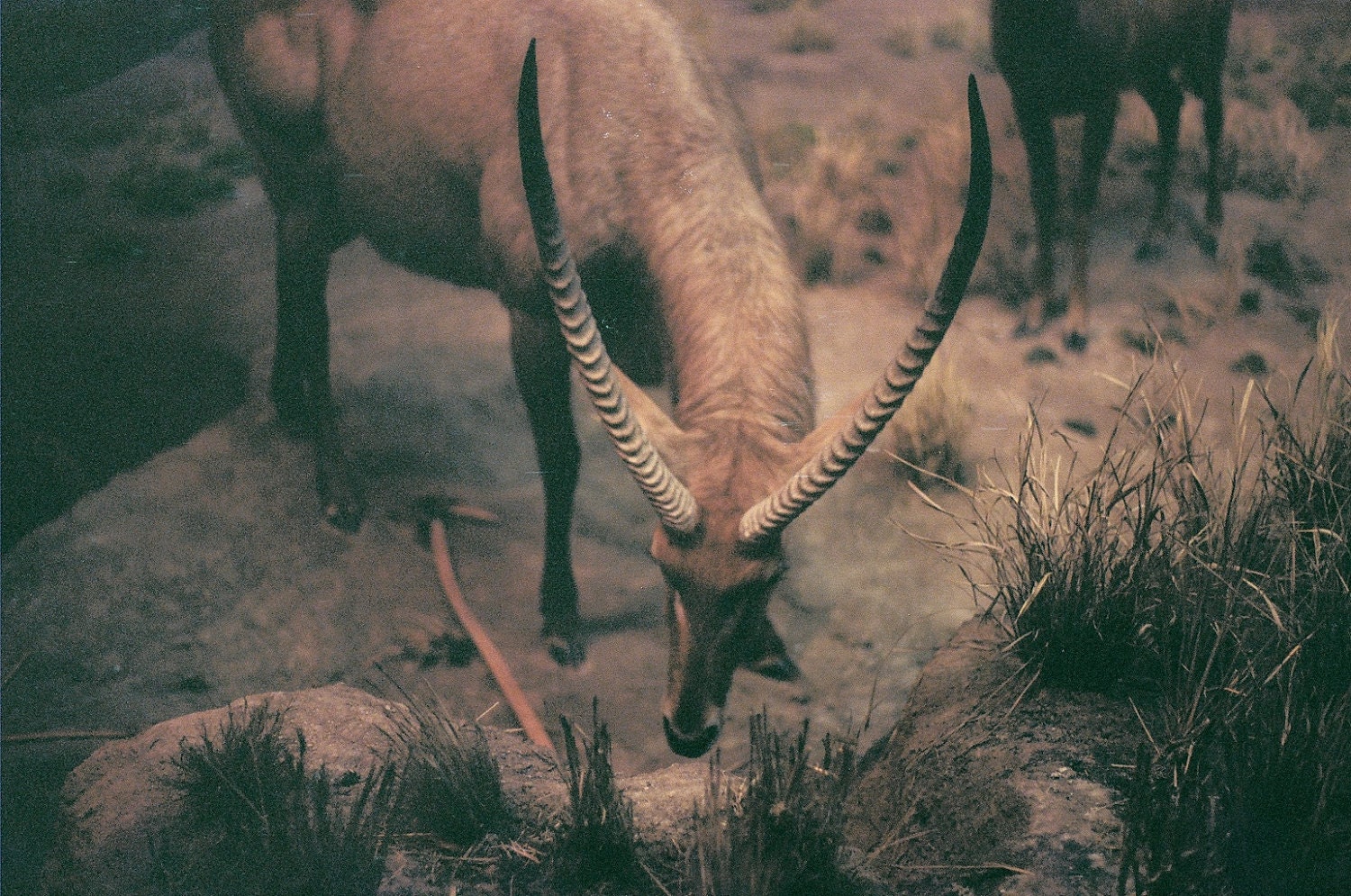 Defence - 7 x 5 Fine Art Photography Print from 35mm film