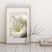 Lilies Bloom White photographs,pastel tones, shabby chic , home decor , wall art print 6x9 inch - Fine Art Photography