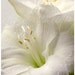 Lilies Bloom White photographs,pastel tones, shabby chic , home decor , wall art print 6x9 inch - Fine Art Photography
