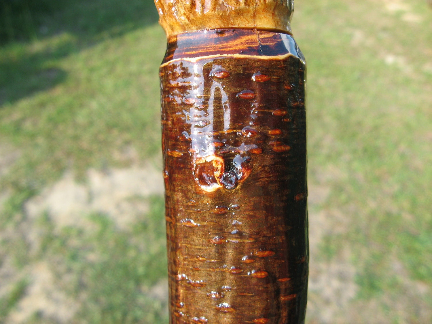 Deer horn handle walking stick plum tree walking cane one-of-a-kind nature