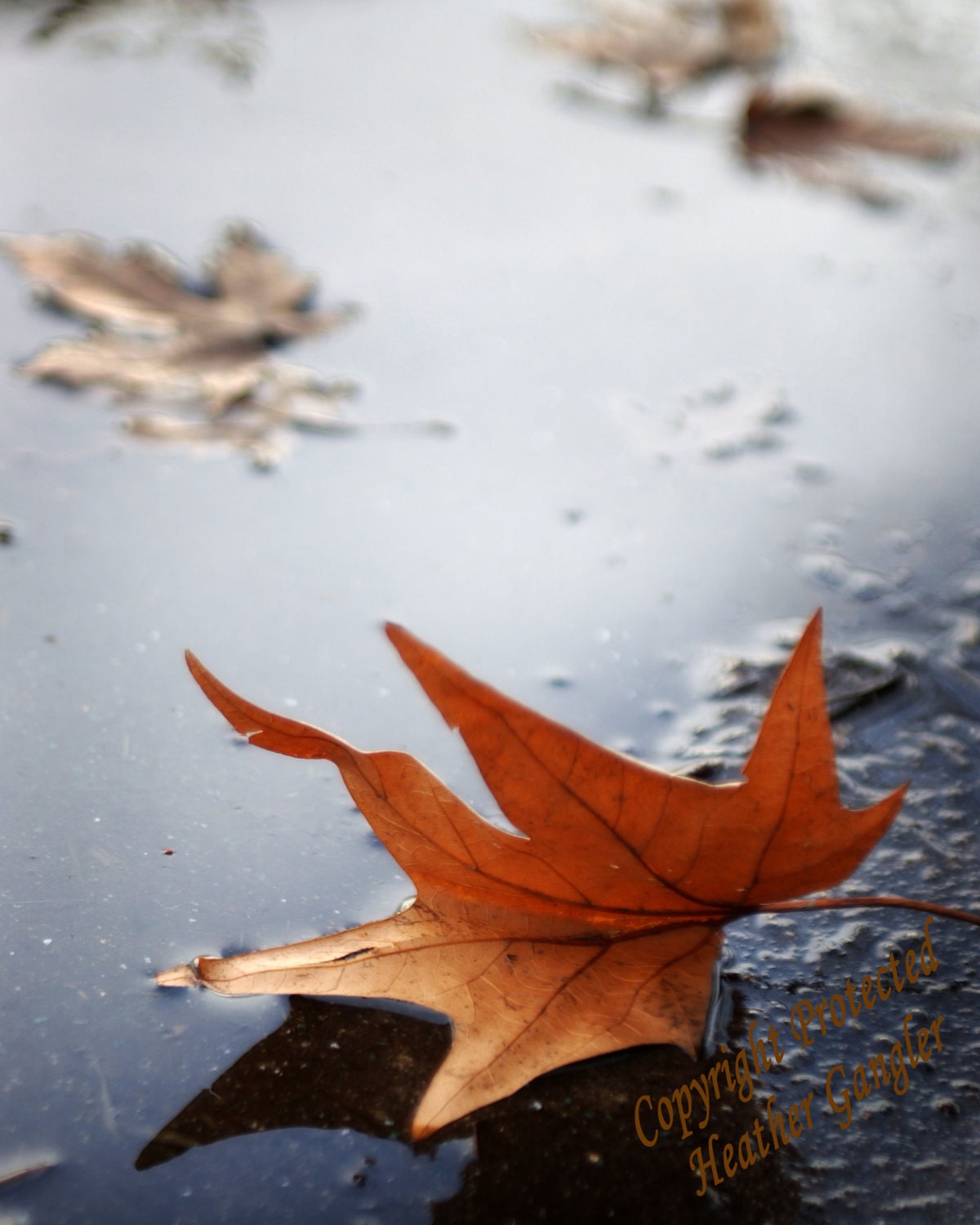 Fall Leaf  in Puddle Photo Art 8x12 Print - itspicturesque