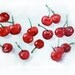 Watercolor painting-Cherry painting by watercolor-Wall art-Fruit painting