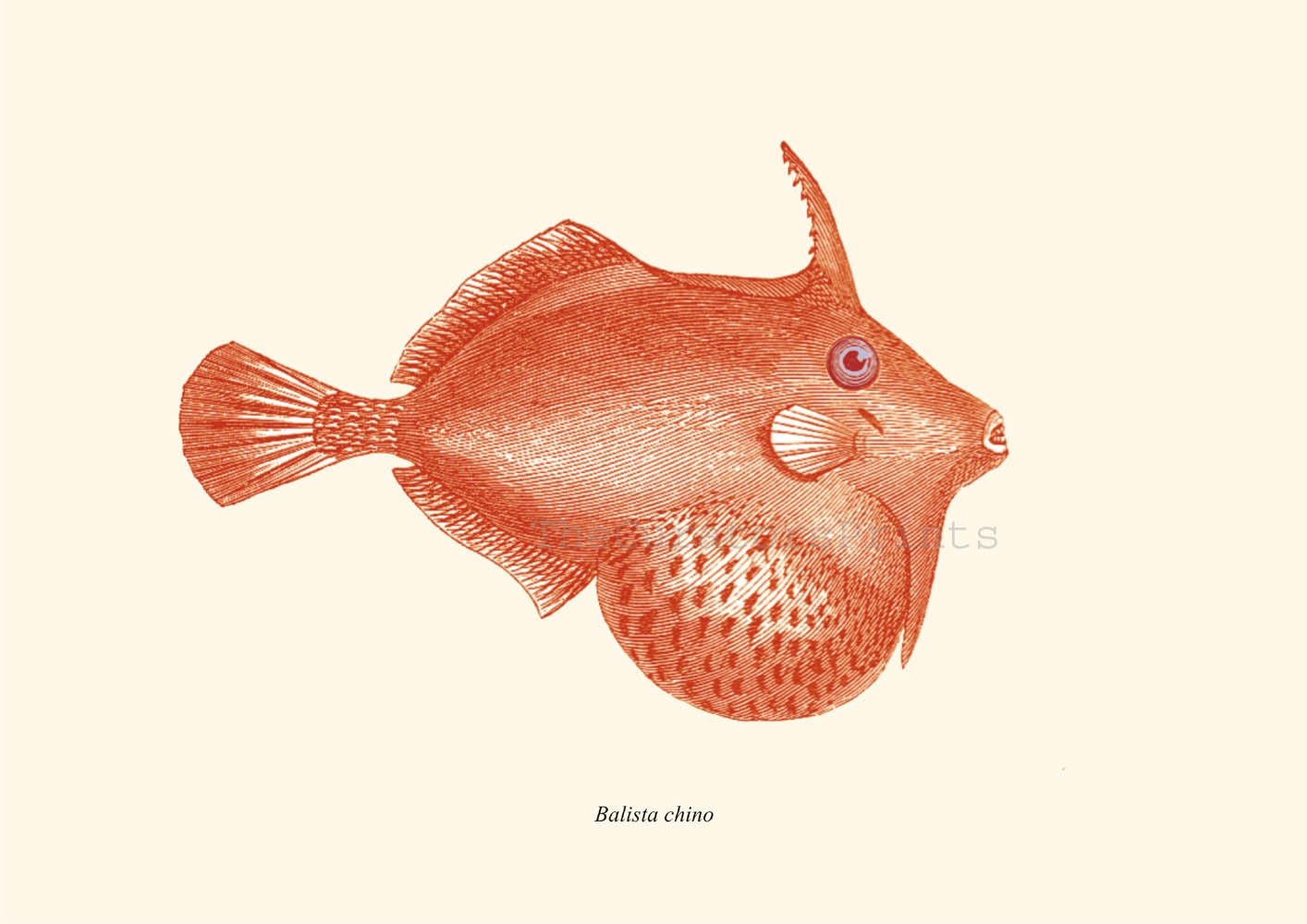 Vintage Fish Print Triggerfish  Balistidae Recovered  Illustration Orange
