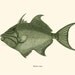 Triggerfish Print Balistidae Recovered Vintage Illustration Balista vieja