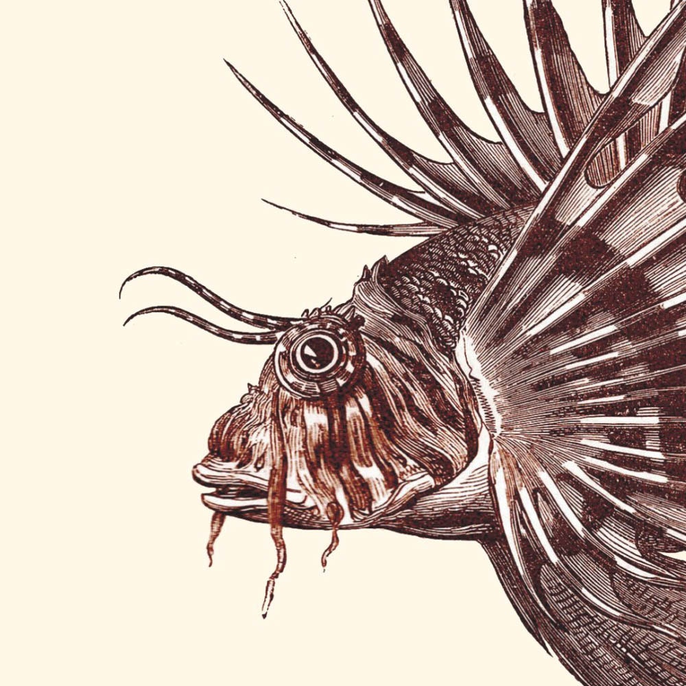 Antique Lionfish Print Pterois 1874 Restored Image Natural History