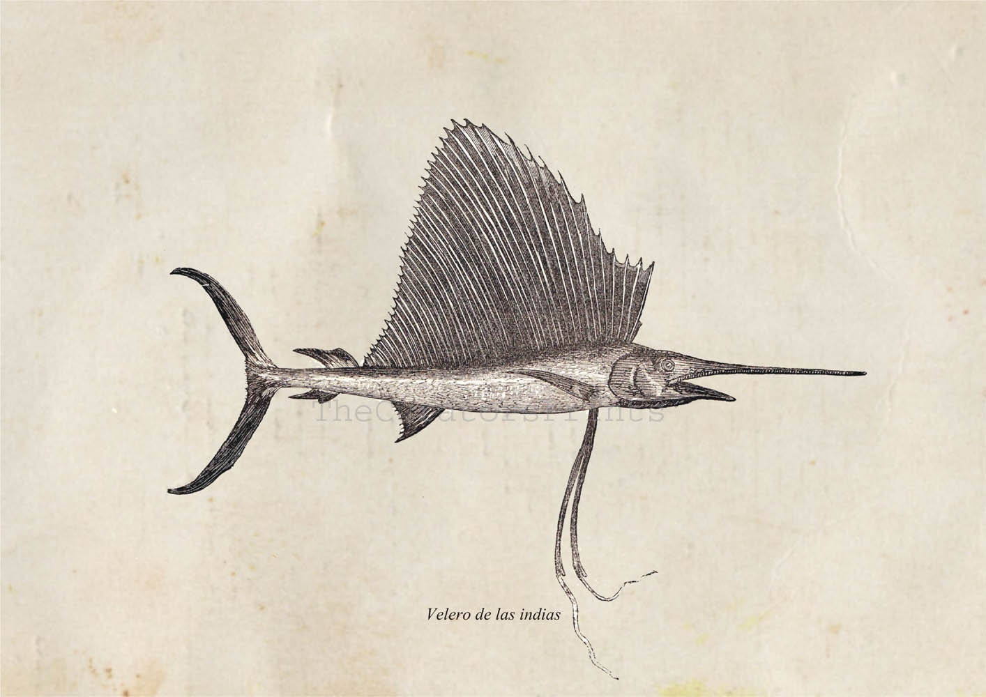 Fish Print from a Vintage Illustration Indo Pacific Sailfish