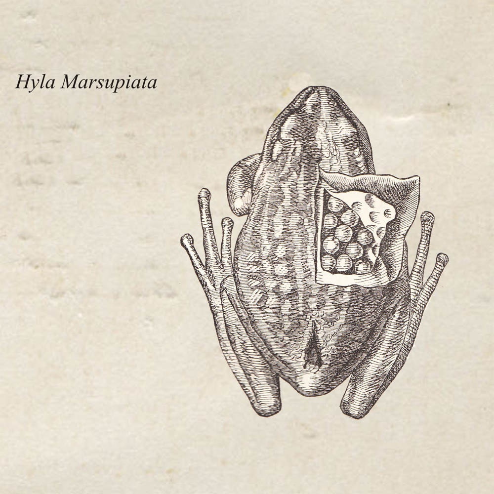 Marsupial Frog Print from a Vintage Drawing Hyla marsupiata Grey