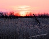Marsh Sunset 8x10 Fine Art Photography