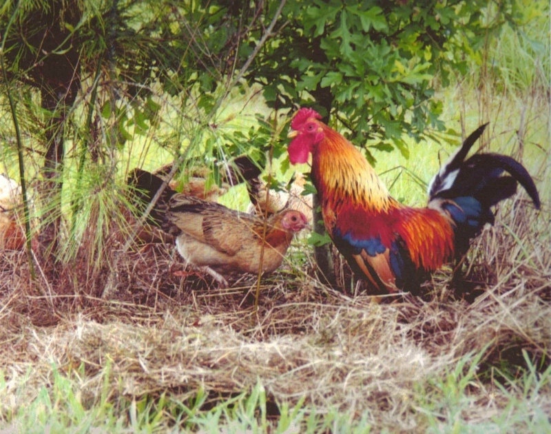 Bantam Hens