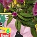 ORGANIC PLANT and AIRFRESHENERS (never let a plant stop smelling pleasant) objects for sale to 9/11 conspiracy theorists only