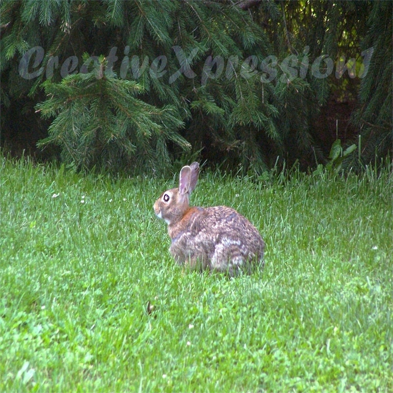 RABBIT-Pretend I Am A Statue - 8x10 Photo Print