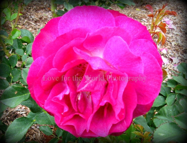 Sale Save 25% Hot Pink Rose - 8x10 Photograph, Additional sizes and canvas options are available, see below for details. - Lovefortheworld