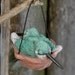 hummingbird nest