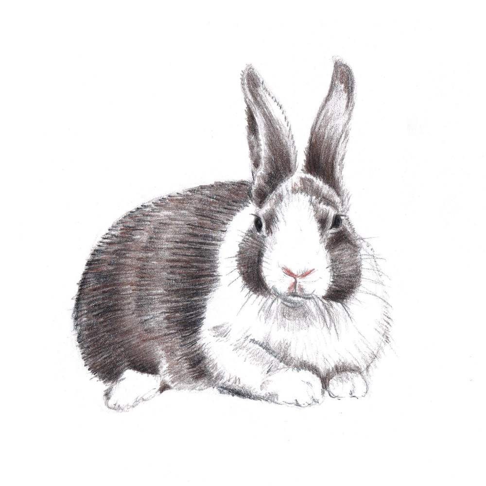 Animal Rabbit Sketch Drawing for Beginner