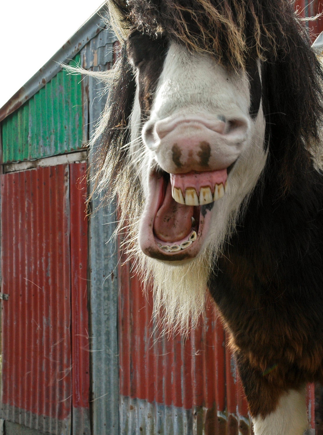 Laughing Icelandic Horse