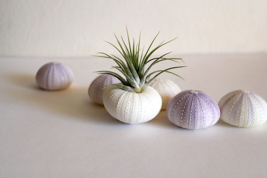 sale // 6 sea urchins // imperfect