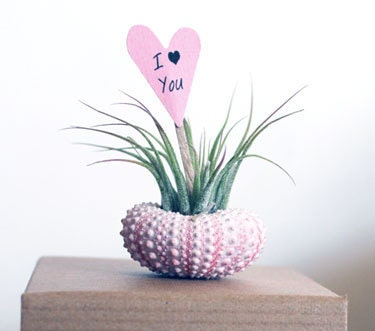 i love you // air plant garden