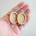Wooden Bezel - Pendant Setting - Brooch Blank - Handmade by Artbase - Pendant Tray - Maple Wood - Oval - 22x30 mm - (A41-Mp) - Set of 2